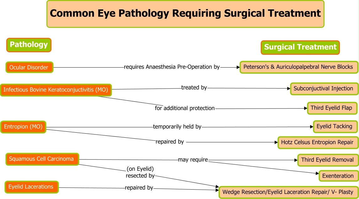 Common Eye Pathology